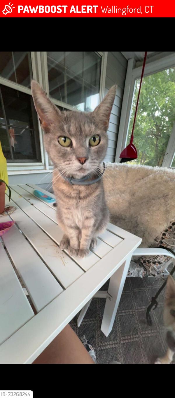 Lost Female Cat last seen near choate rosemary hall, Wallingford, CT 06492