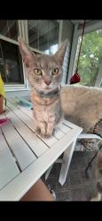 Lost Female Cat last seen near choate rosemary hall, Wallingford, CT 06492