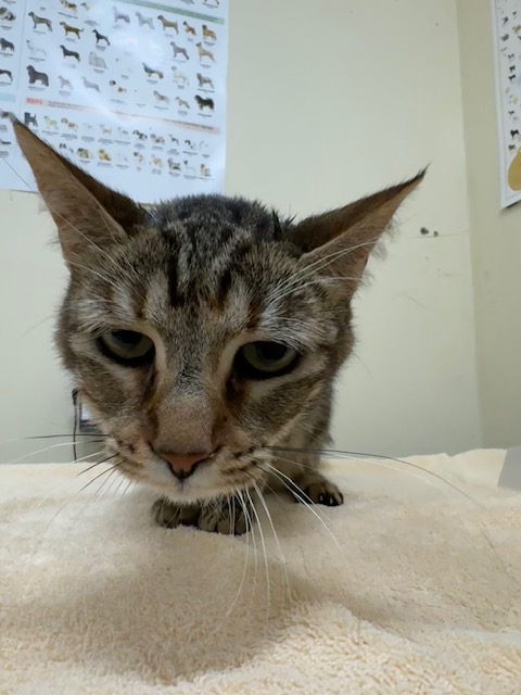 Shelter Stray Female Cat last seen Near BLOCK BLACOW RD, 1950 Stevenson Blvd, Fremont, CA 94538, USA