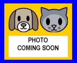 Shelter Stray Female Cat last seen Near BLOCK CULEBRA, 4710 TX-151, San Antonio, TX 78227, USA