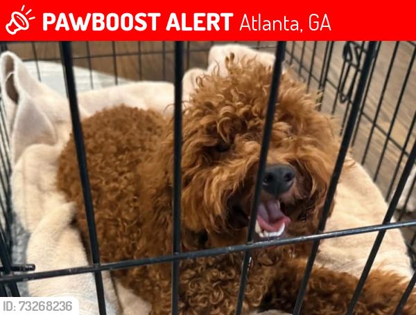 Lost Female Dog last seen Gresham rd, Atlanta, GA 30316