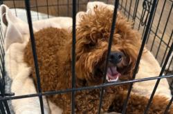 Lost Female Dog last seen Gresham rd, Atlanta, GA 30316