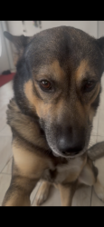 Reunited Male Dog last seen santander, Port St. Lucie, FL 34953