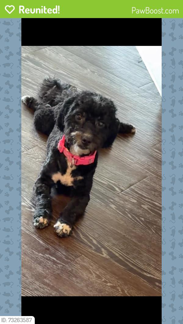 Reunited Female Dog last seen Santiago Dr, Grand Prairie, TX 75050