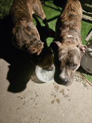 Found/Stray Male Dog last seen Zion st and Vaughn st, Aurora, CO 80011