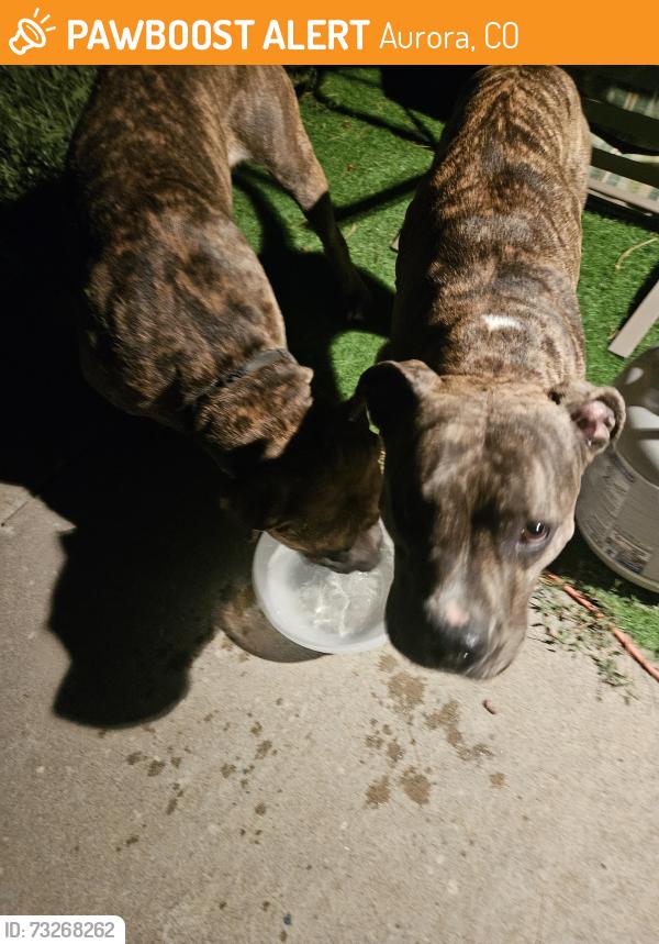 Found/Stray Male Dog last seen Zion st and Vaughn st, Aurora, CO 80011