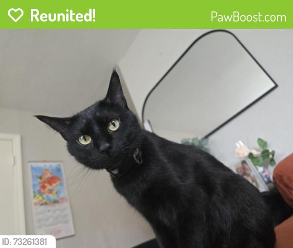 Reunited Female Cat last seen Last time seen around Yeoman Street, Waukegan, IL 60085