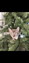 Lost Male Cat last seen West 34th st, Anderson, IN 46016