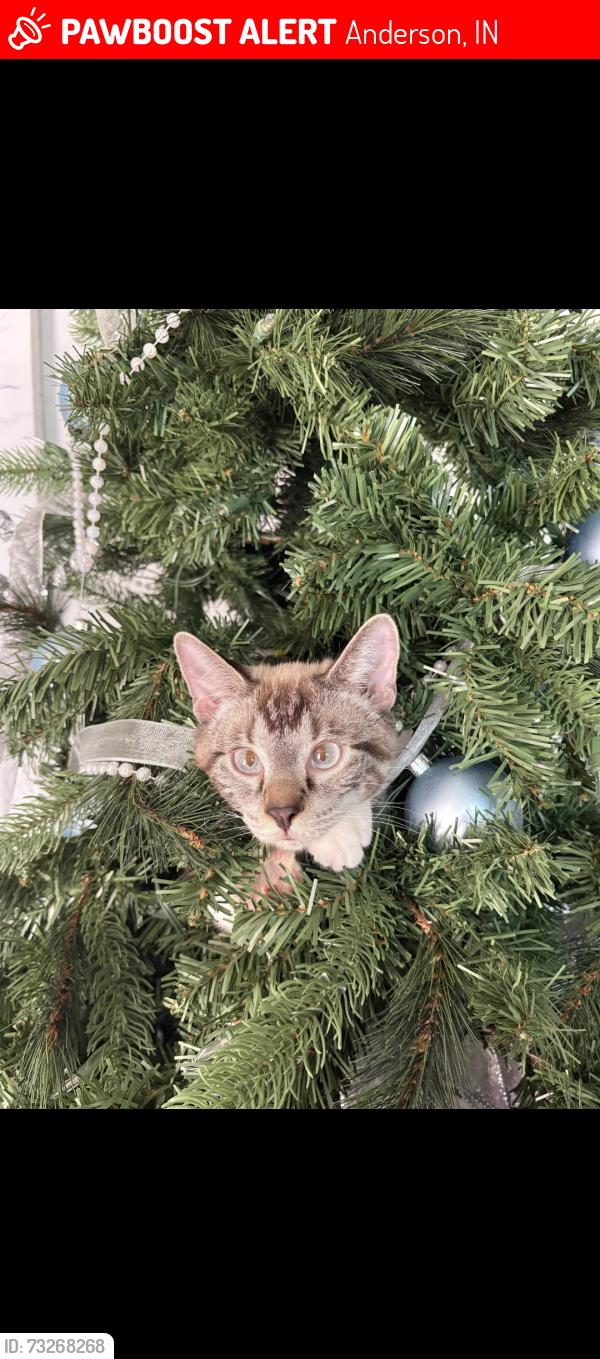 Lost Male Cat last seen West 34th st, Anderson, IN 46016