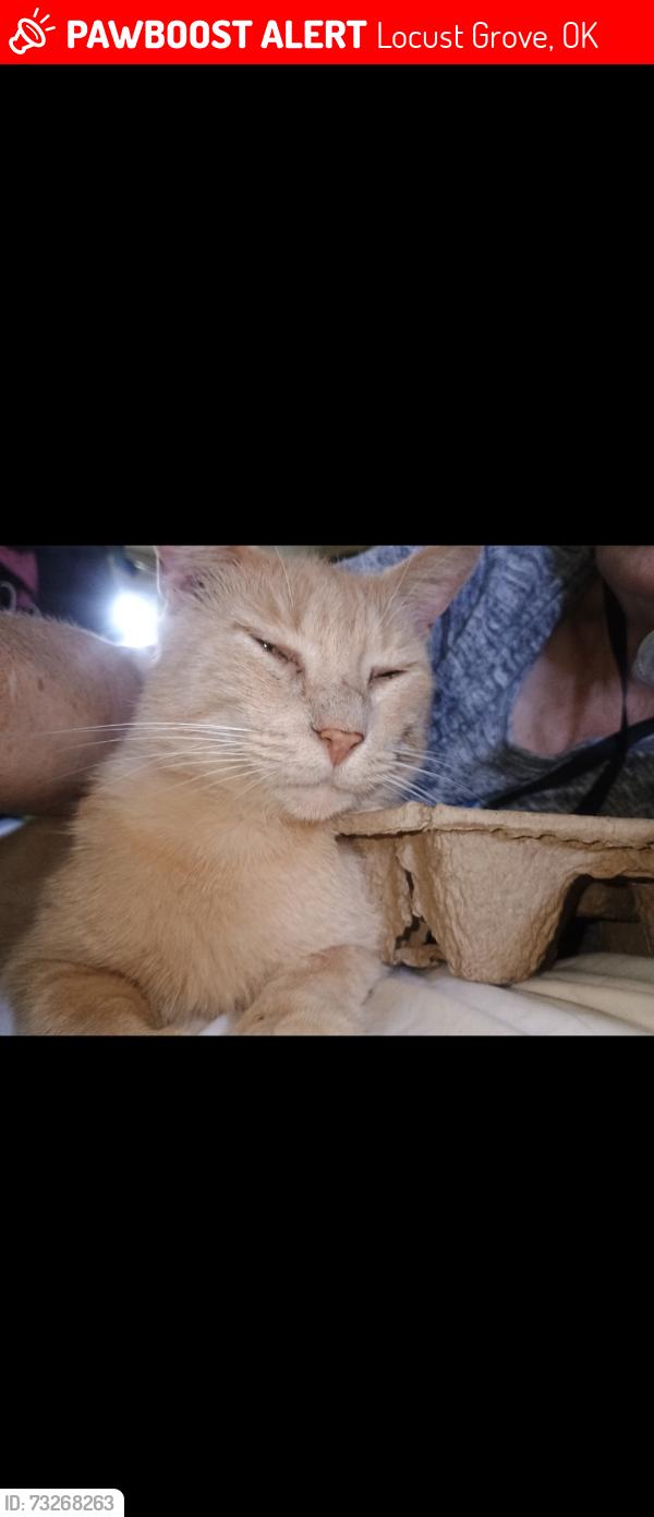 Lost Male Cat last seen Scenic hwy 412/S. 444 rd., Locust Grove, OK 74352