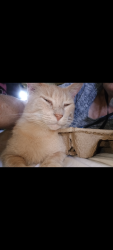 Lost Male Cat last seen Scenic hwy 412/S. 444 rd., Locust Grove, OK 74352