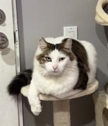 Lost Male Cat last seen E park way, Inglewood, CA 90302