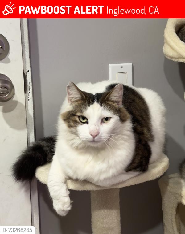 Lost Male Cat last seen E park way, Inglewood, CA 90302