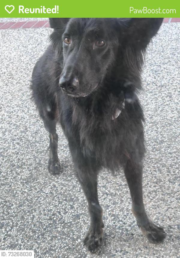 Reunited Female Dog last seen Penitencia Creek, San Jose, CA 95132