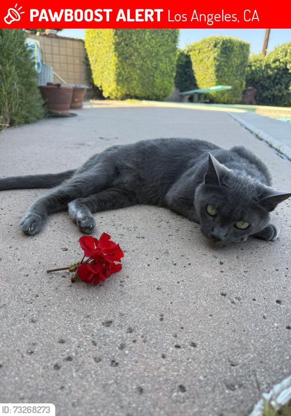 Lost Female Cat last seen across the street from Providence hosp, Los Angeles, CA 90732