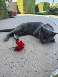 Lost Female Cat last seen across the street from Providence hosp, Los Angeles, CA 90732