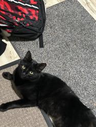 Lost Male Cat last seen Thoreau elementary, Kirkland, WA 98034