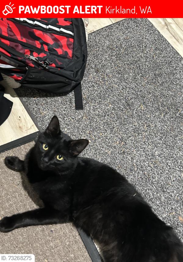 Lost Male Cat last seen Thoreau elementary, Kirkland, WA 98034