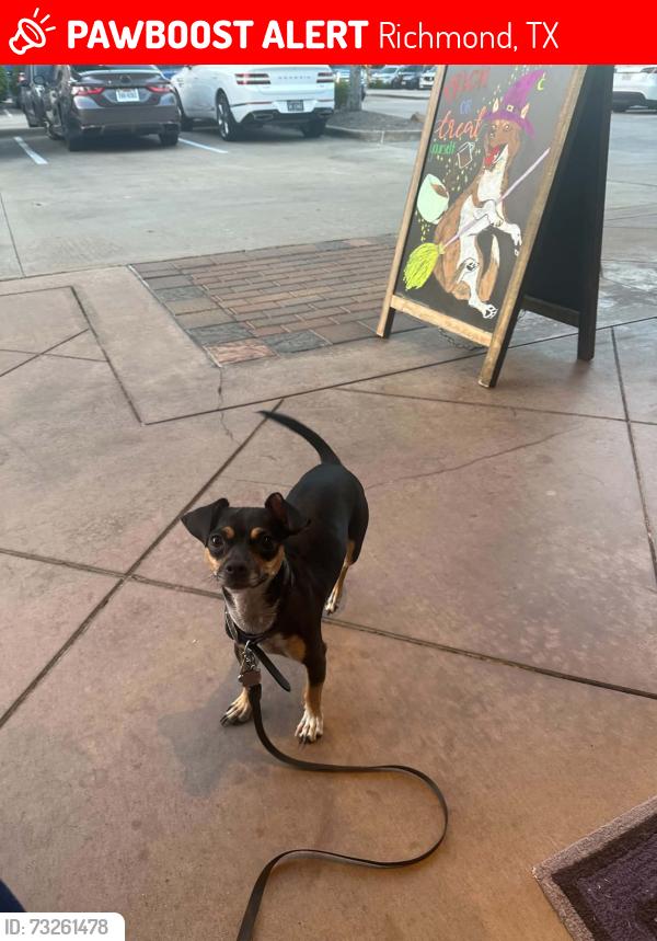 Lost Female Dog last seen Spell brook bend & prarie lake court, Richmond, TX 77407