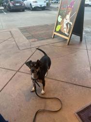 Lost Female Dog last seen Spell brook bend & prarie lake court, Richmond, TX 77407