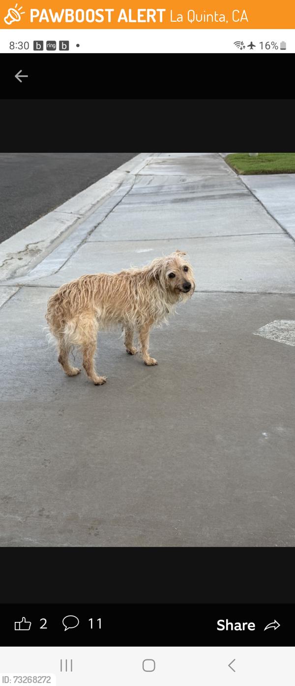 Found/Stray Unknown Dog last seen Star Flower and Blazing Star, La Quinta, CA 92253