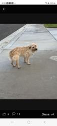 Found/Stray Unknown Dog last seen Star Flower and Blazing Star, La Quinta, CA 92253