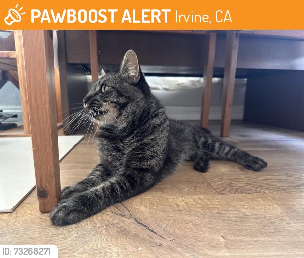 Found/Stray Male Cat last seen Brandywine, Irvine, CA 92620