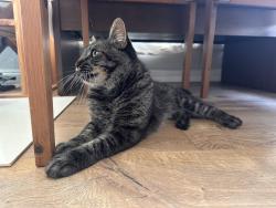 Found/Stray Male Cat last seen Brandywine, Irvine, CA 92620
