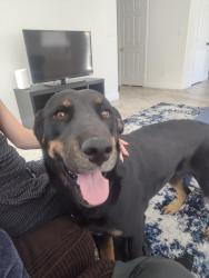 Found/Stray Male Dog last seen Mt Hood and Bryce canyon, Sunrise Manor, NV 89156