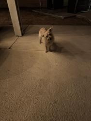Found/Stray Male Dog last seen Star flower, La Quinta, CA 92253