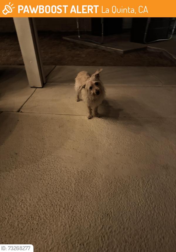 Found/Stray Male Dog last seen Star flower, La Quinta, CA 92253