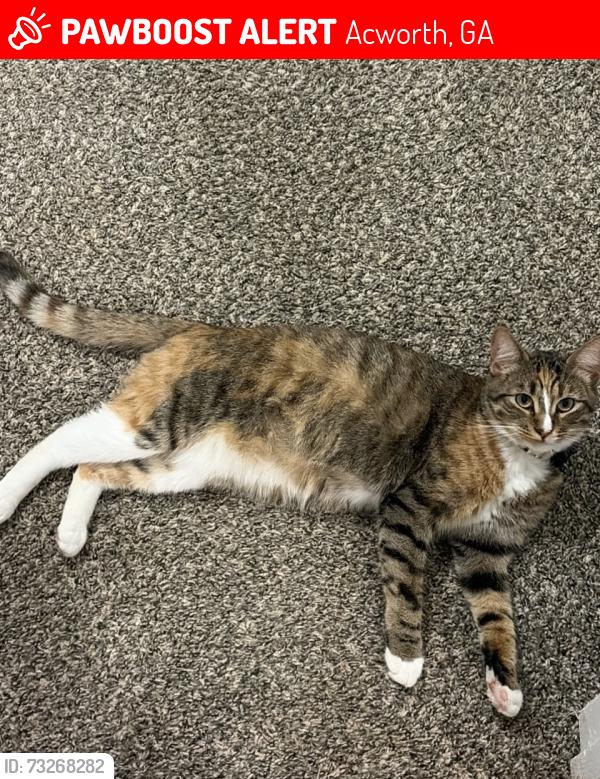 Lost Female Cat last seen Parkwood Commons neighborhood off Wade Green rd, Acworth, GA 30102
