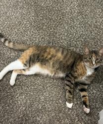 Lost Female Cat last seen Parkwood Commons neighborhood off Wade Green rd, Acworth, GA 30102