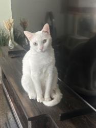 Reunited Female Cat last seen East 49st and Compton Ave, Los Angeles, CA 90011