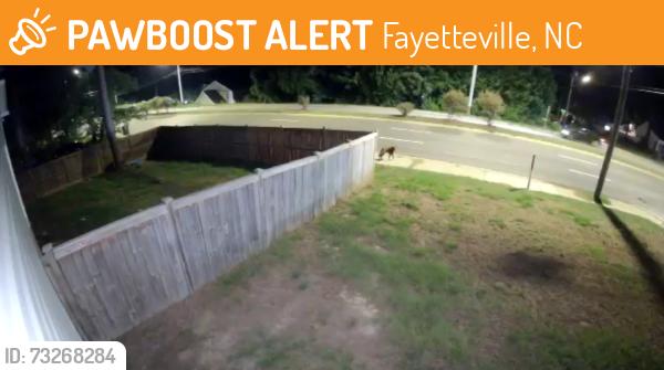 Found/Stray Unknown Dog last seen Crossing bragg blvd, Fayetteville, NC 28303