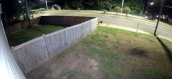 Found/Stray Unknown Dog last seen Crossing bragg blvd, Fayetteville, NC 28303