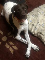Reunited Male Dog last seen High Drive and High Lane, Morrison, CO 80465