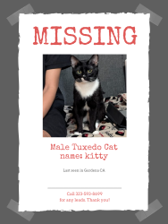 Lost Male Cat last seen Gardena Blvd, Gardena, CA 90247