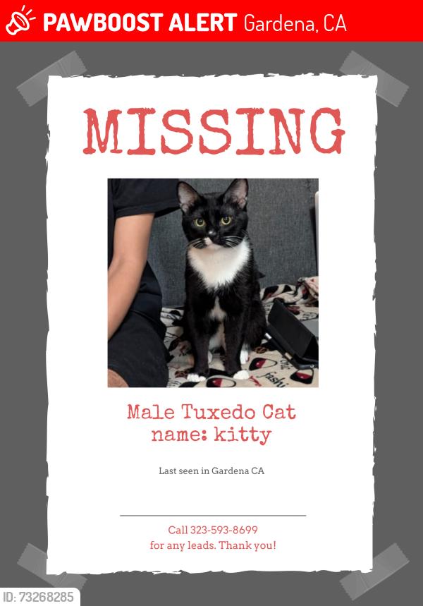 Lost Male Cat last seen Gardena Blvd, Gardena, CA 90247