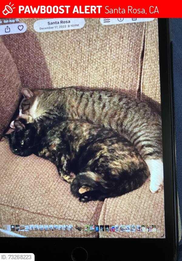 Lost Female Cat last seen Hall and Fulton Rds, Santa Rosa, CA 95401