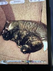 Lost Female Cat last seen Hall and Fulton Rds, Santa Rosa, CA 95401