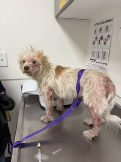 Shelter Stray Unknown Dog last seen 65th and Flora, Oakland, CA, 1101 29th Ave, Oakland, CA 94601, USA