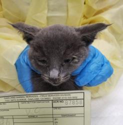 Shelter Stray Female Cat last seen Near 63rd St, Oakland, CA, 1101 29th Ave, Oakland, CA 94601, USA