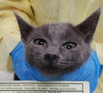 Shelter Stray Male Cat last seen Near 63rd St, Oakland, CA, 1101 29th Ave, Oakland, CA 94601, USA