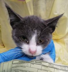 Shelter Stray Female Cat last seen Near 63rd St, Oakland, CA, 1101 29th Ave, Oakland, CA 94601, USA
