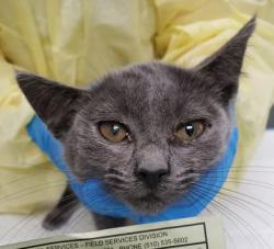 Shelter Stray Male Cat last seen Near 63rd St, Oakland, CA, 1101 29th Ave, Oakland, CA 94601, USA