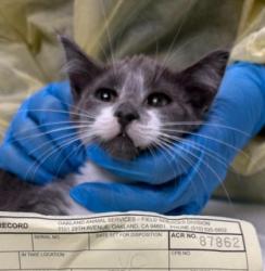 Shelter Stray Female Cat last seen Near 63rd St, Oakland, CA, 1101 29th Ave, Oakland, CA 94601, USA