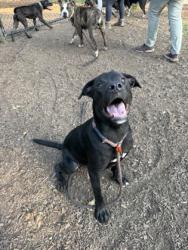 Shelter Stray Male Dog last seen Near KLONDIKE ROAD Lithonia, 30038, 30038, GA, 3280 Chamblee Dunwoody Rd, Chamblee, GA 30341, USA
