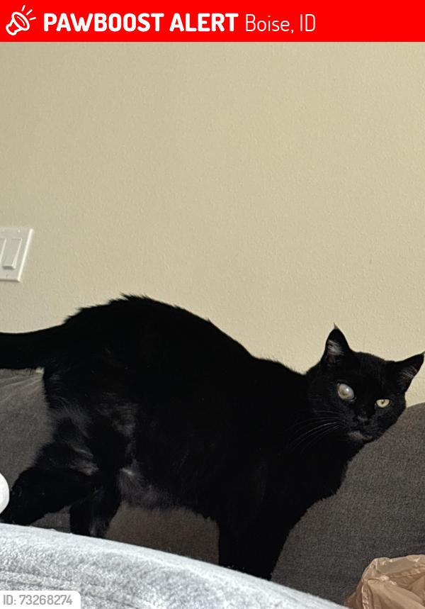 Lost Male Cat last seen Hays and 9th street, Boise, ID 83702