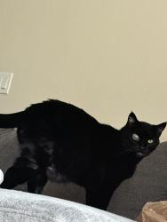 Lost Male Cat last seen Hays and 9th street, Boise, ID 83702